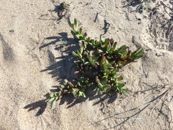 Carpobrotus chilensis (Molina) N. E. Br. resmi