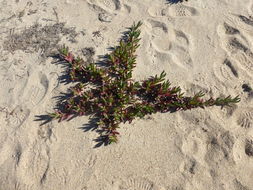 Image of ice plant