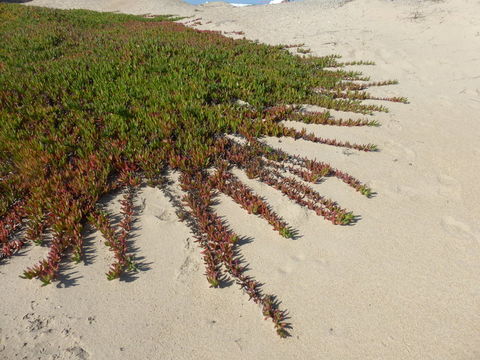 Image of ice plant