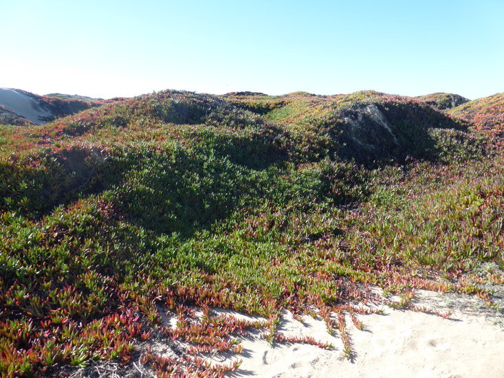 Carpobrotus chilensis (Molina) N. E. Br. resmi