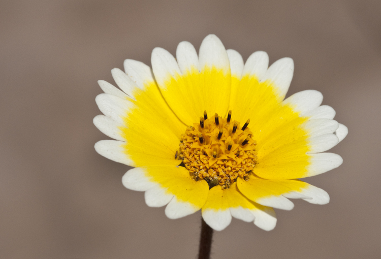 Image of coastal tidytips