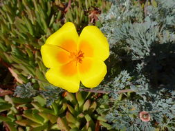 Image of California poppy