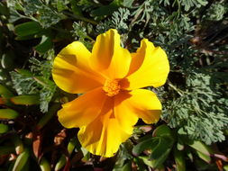 Image of California poppy