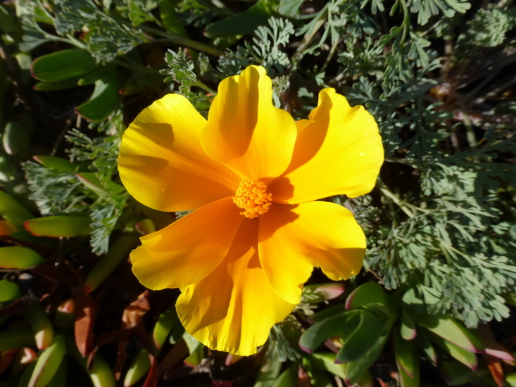 Image of California poppy