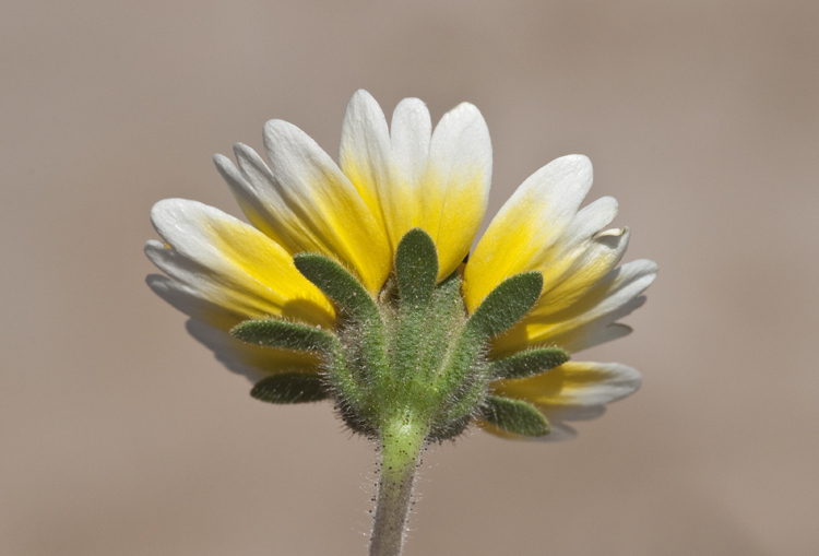 Image of coastal tidytips