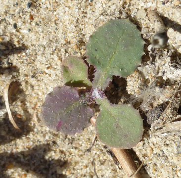 Image of common sowthistle