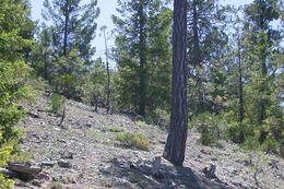 Image of clustered goldenweed