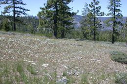 Image of clustered goldenweed