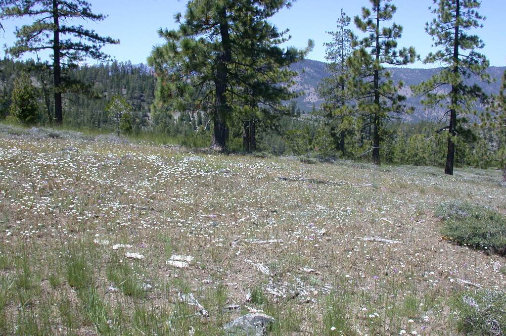 Image of clustered goldenweed