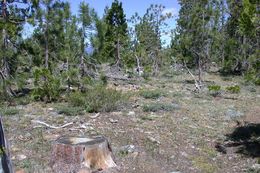 Image of clustered goldenweed