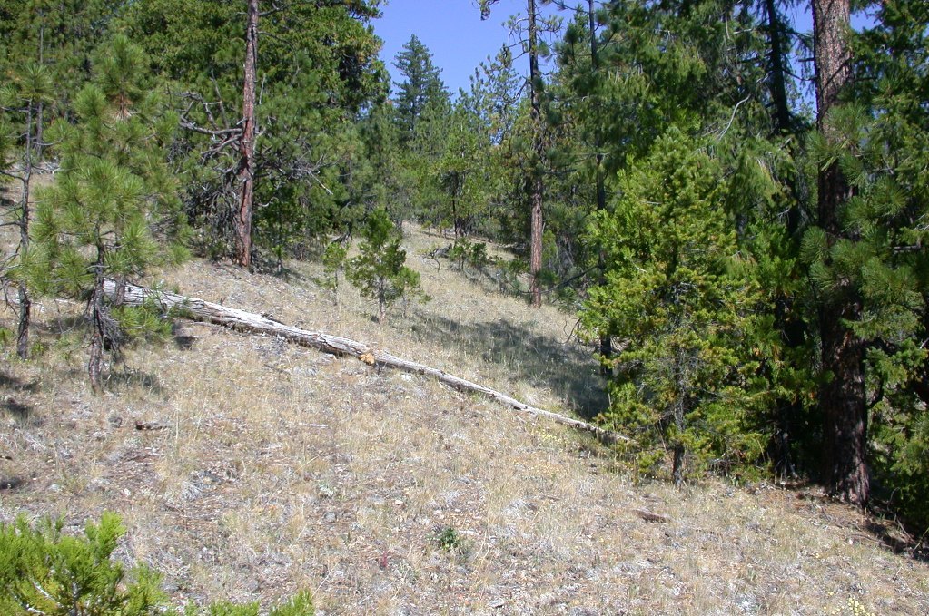 Image of clustered goldenweed