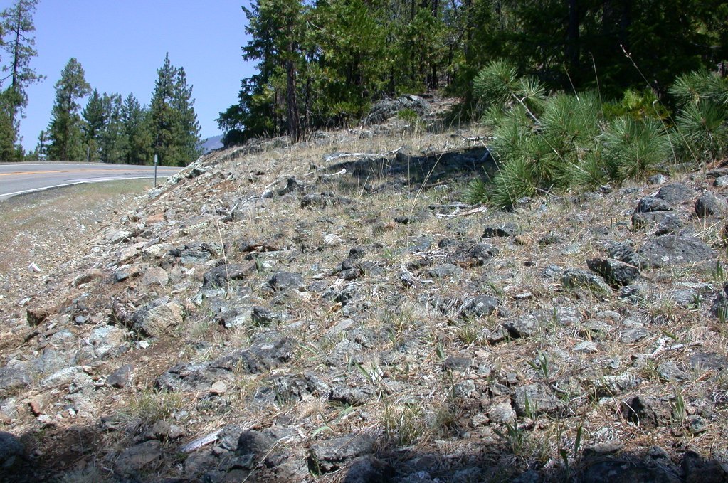 Image of clustered goldenweed