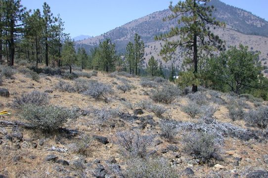 Image of clustered goldenweed