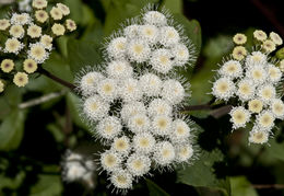 Plancia ëd Ageratina adenophora (Spreng.) R. King & H. Rob.