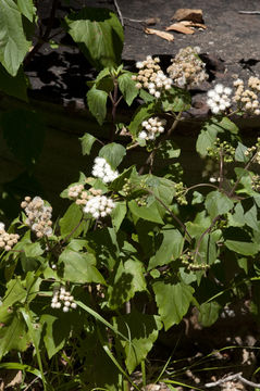 Imagem de Ageratina adenophora (Spreng.) R. King & H. Rob.