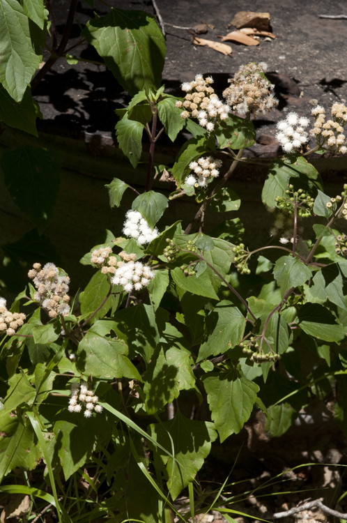 Plancia ëd Ageratina adenophora (Spreng.) R. King & H. Rob.