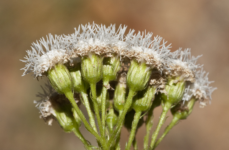 Plancia ëd Ageratina adenophora (Spreng.) R. King & H. Rob.