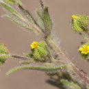 Image of small tarweed