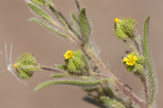 Image of small tarweed