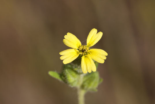 Слика од Madia gracilis (Sm.) Keck & J. Clausen ex Applegate