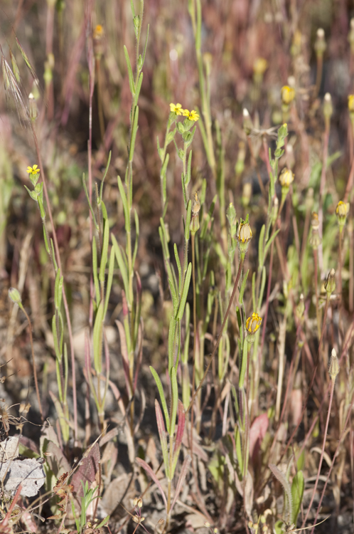 Image of grassy tarweed