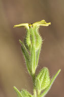 Image of grassy tarweed