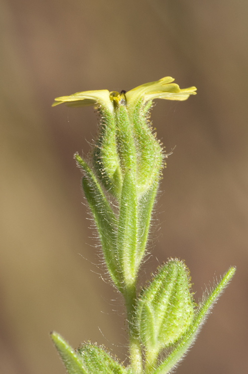 Слика од Madia gracilis (Sm.) Keck & J. Clausen ex Applegate