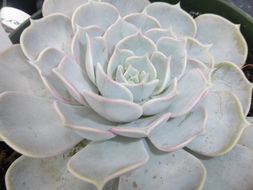 Image of Echeveria lilacina M. Kimnach & R. Moran