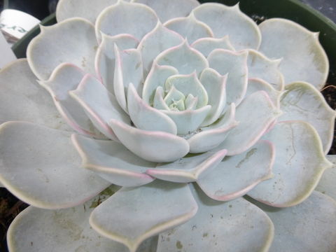 Sivun Echeveria lilacina M. Kimnach & R. Moran kuva