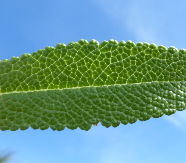 Image of black sage