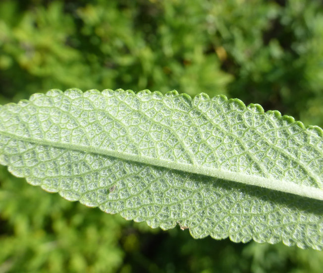 Image of black sage