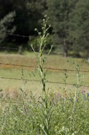 Image of grassy tarweed