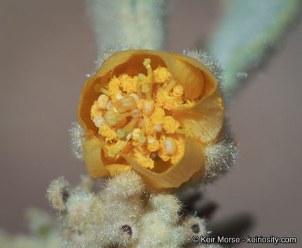 Image of Newberry's velvetmallow