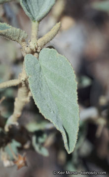 Horsfordia newberryi (S. Wats.) Gray resmi