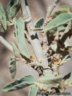 Image of Newberry's velvetmallow