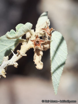 Image of Newberry's velvetmallow