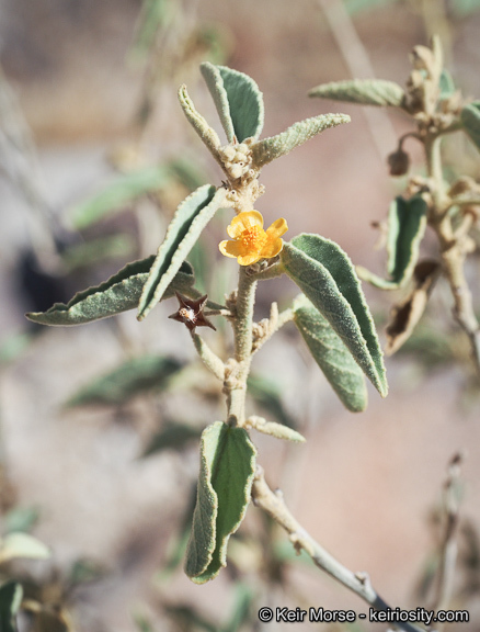 Image of Newberry's velvetmallow