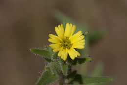 Слика од Madia gracilis (Sm.) Keck & J. Clausen ex Applegate