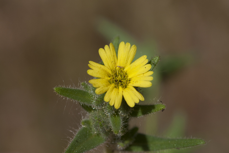 Слика од Madia gracilis (Sm.) Keck & J. Clausen ex Applegate