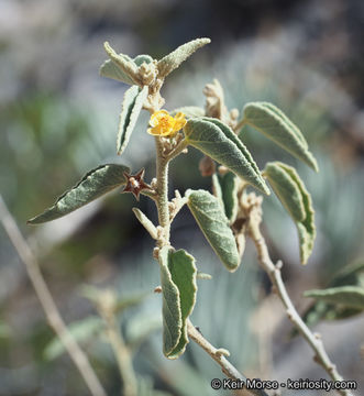 Image of Newberry's velvetmallow