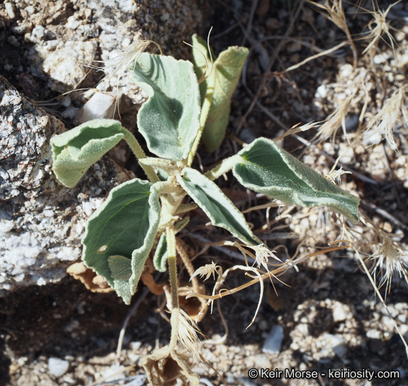 Image of Newberry's velvetmallow