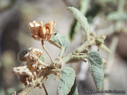 Image of Newberry's velvetmallow