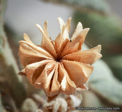 Horsfordia newberryi (S. Wats.) Gray resmi