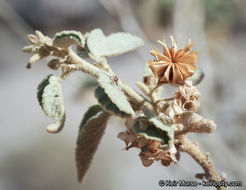 Image of Newberry's velvetmallow