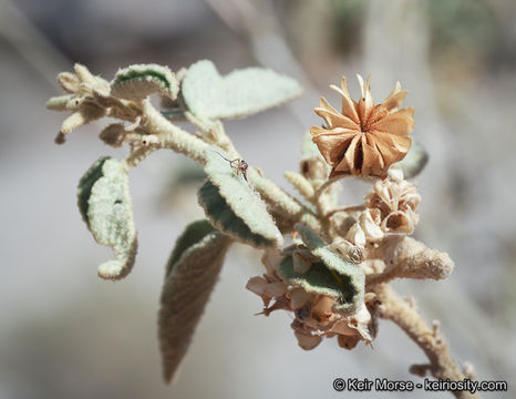 Image of Newberry's velvetmallow