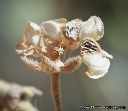 Horsfordia newberryi (S. Wats.) Gray resmi