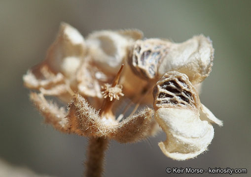 Horsfordia newberryi (S. Wats.) Gray resmi