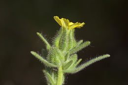 Image of grassy tarweed