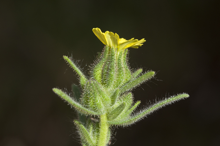 Слика од Madia gracilis (Sm.) Keck & J. Clausen ex Applegate