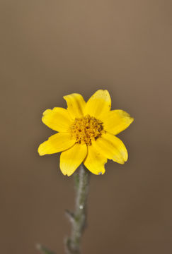 Image of foothill sunburst